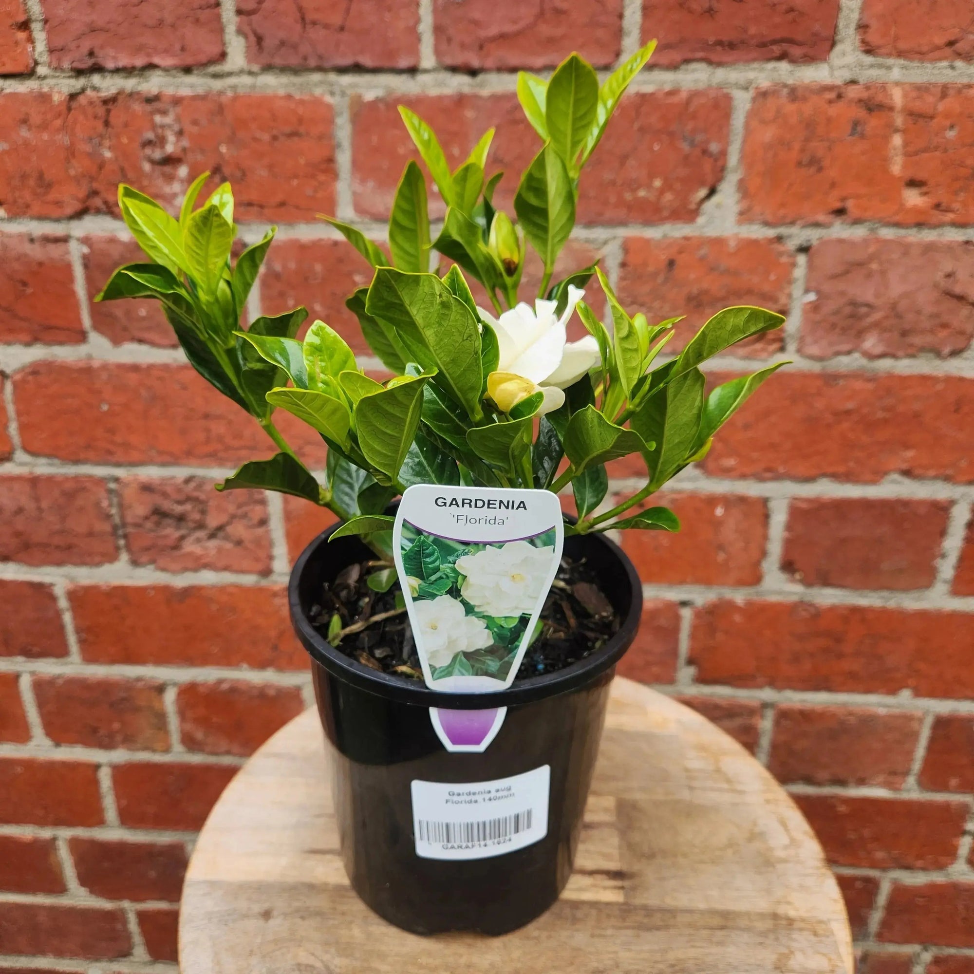 Gardenia Augusta Florida- 20cm Pot Folia House