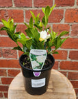 Gardenia Augusta Florida- 20cm Pot Folia House