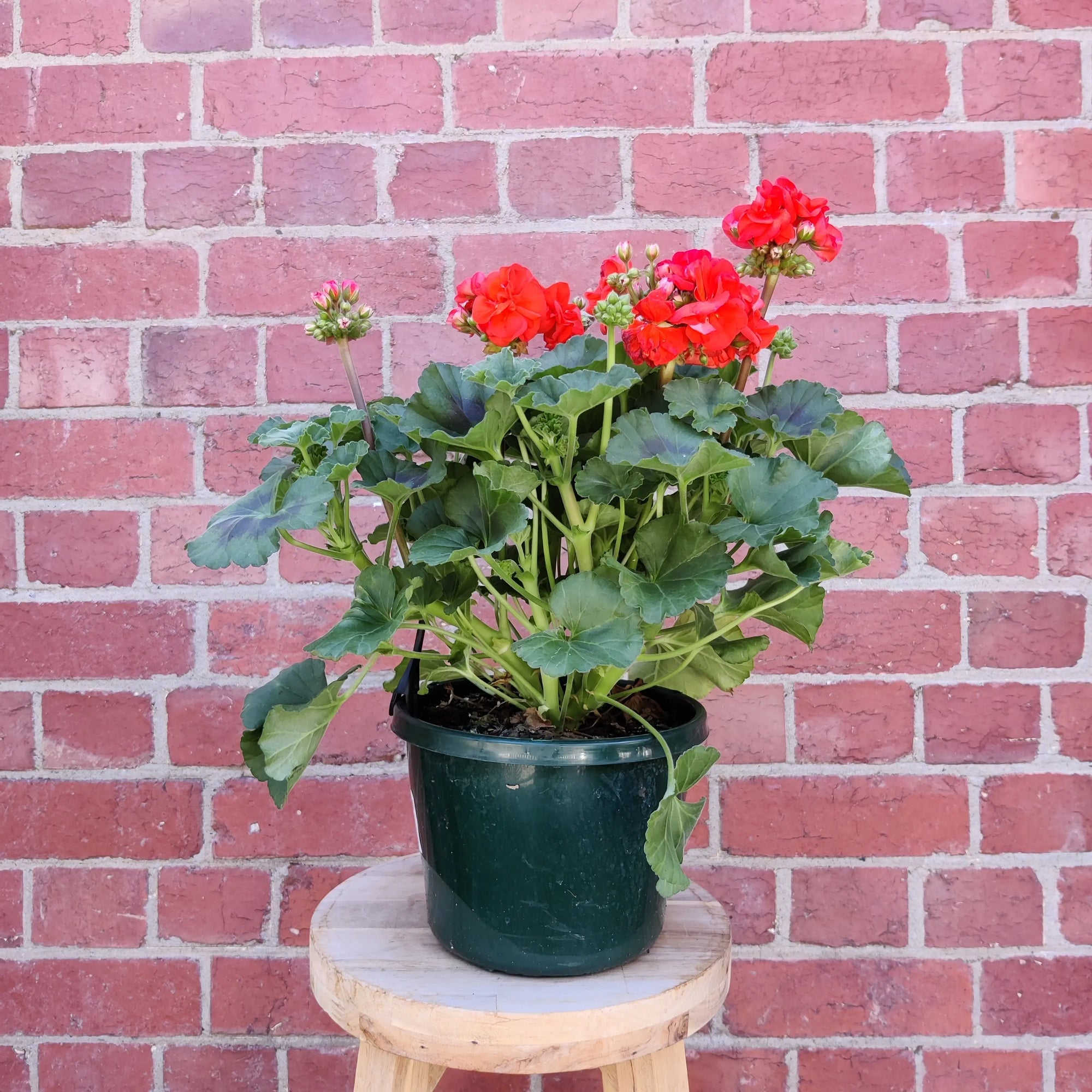 Geranium - Oh so orange - 20cm Folia House