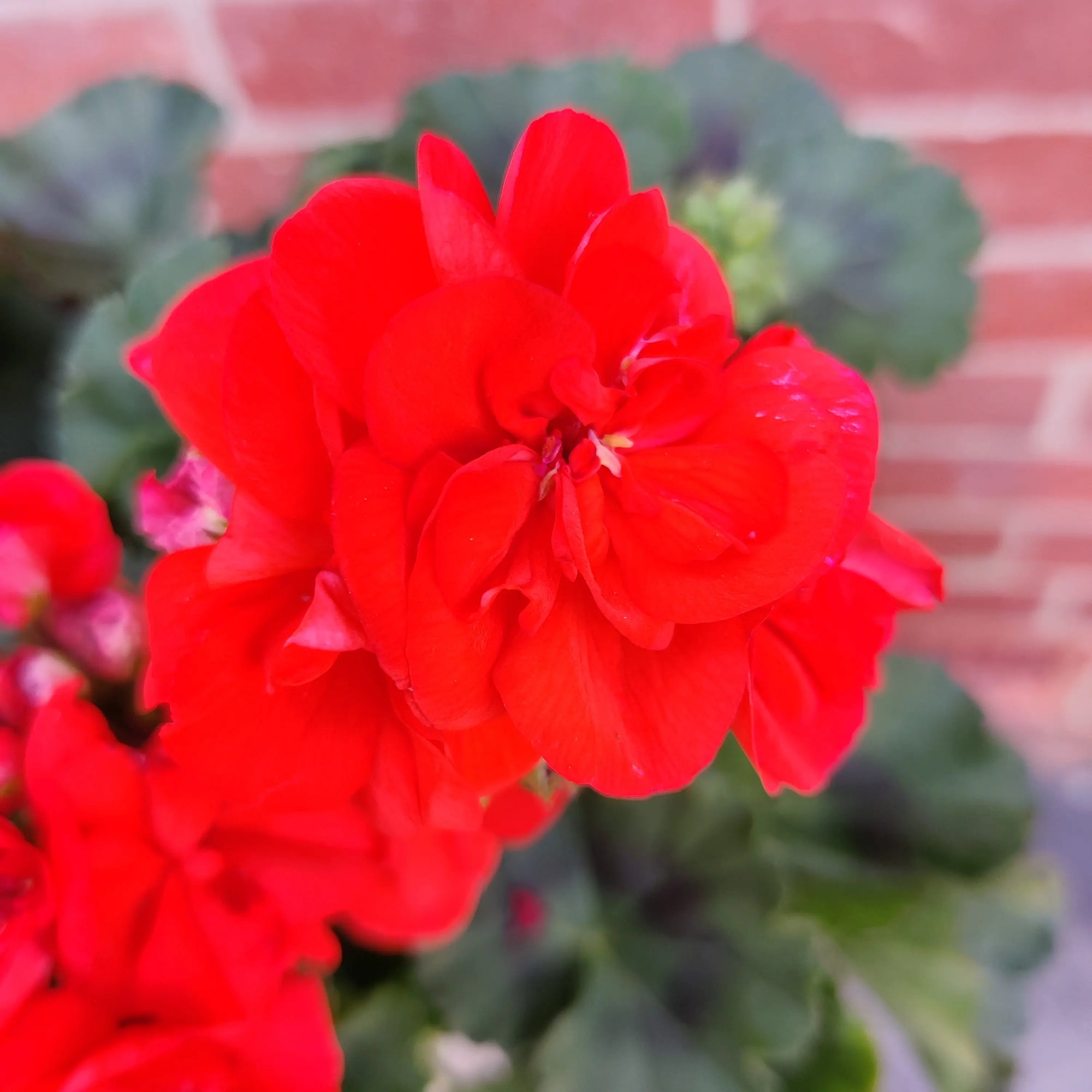 Geranium - Oh so orange - 20cm Folia House