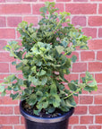 Ginkgo Biloba Mariken - 30cm Pot Folia House