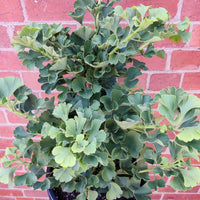 Ginkgo Biloba Mariken - 30cm Pot Folia House