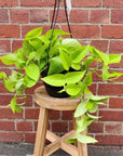 Golden Pothos (Epipremnum Aurea Goldilock) - 20cm HB Folia House