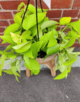 Golden Pothos (Epipremnum Aurea Goldilock) - 20cm HB Folia House