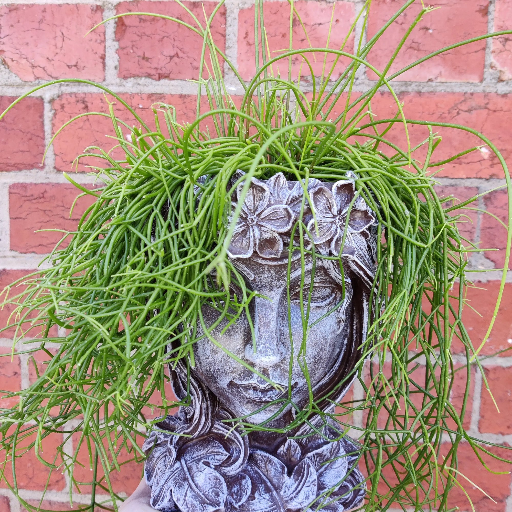 Grecian Head Planter - Plant M Folia House