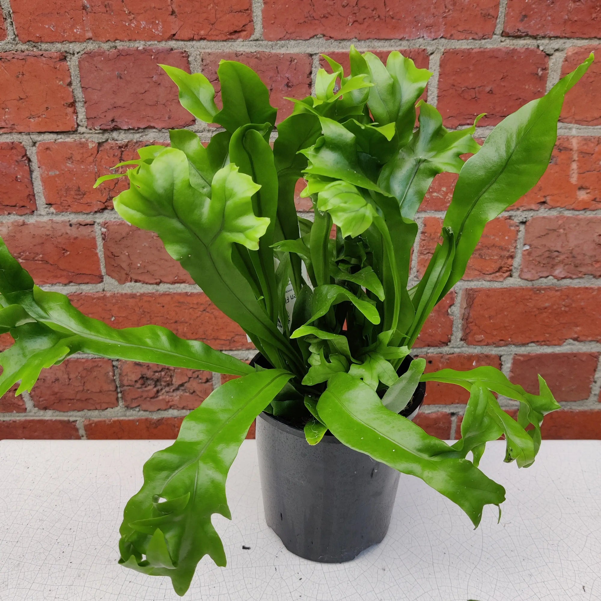 Green Flame Fern - 14cm pot Folia House