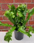 Green Flame Fern - 14cm pot Folia House