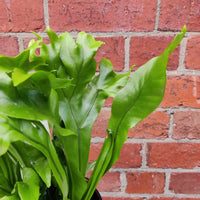 Green Flame Fern - 14cm pot Folia House
