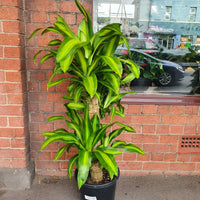 Happy Plant (Dracaena Frangans 'Massangeana') - 30 cm Pot Folia House