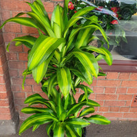 Happy Plant (Dracaena Frangans 'Massangeana') - 30 cm Pot Folia House