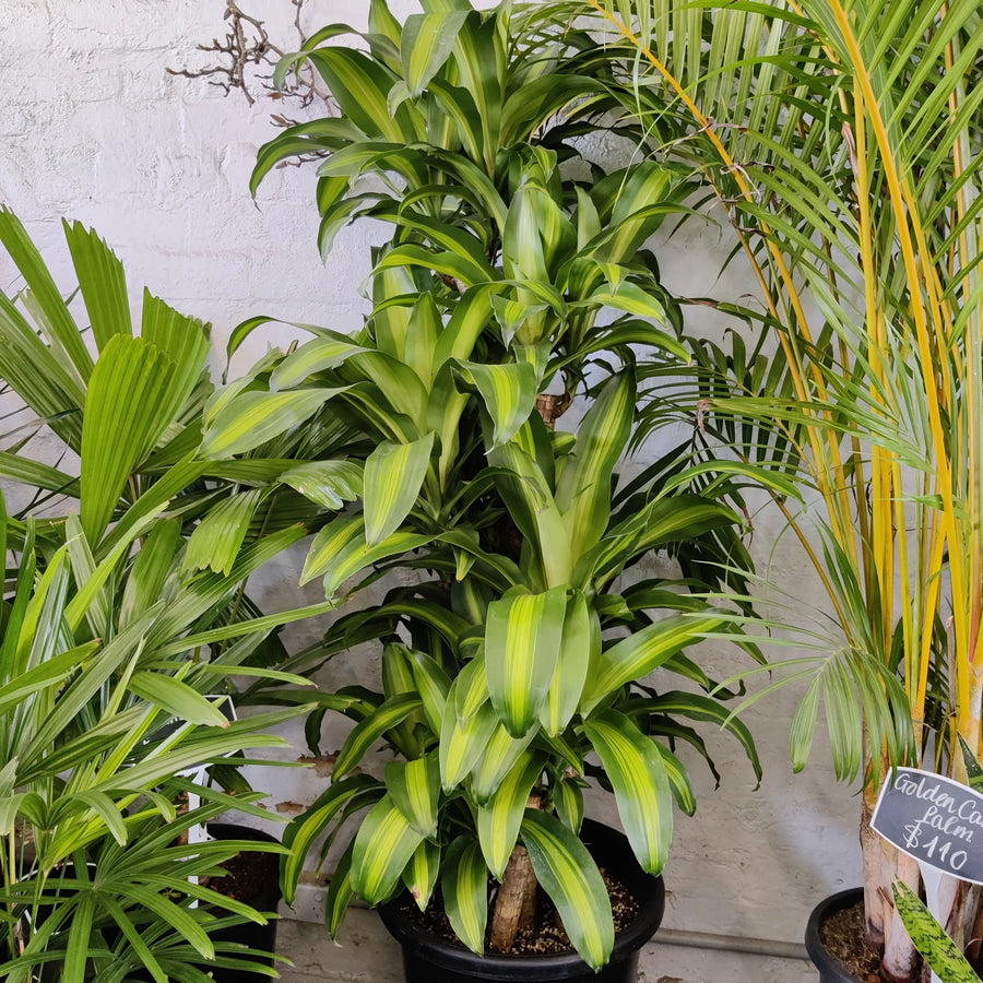 Happy Plant (Dracaena Frangans 'Massangeana') - 40 cm Pot Folia House
