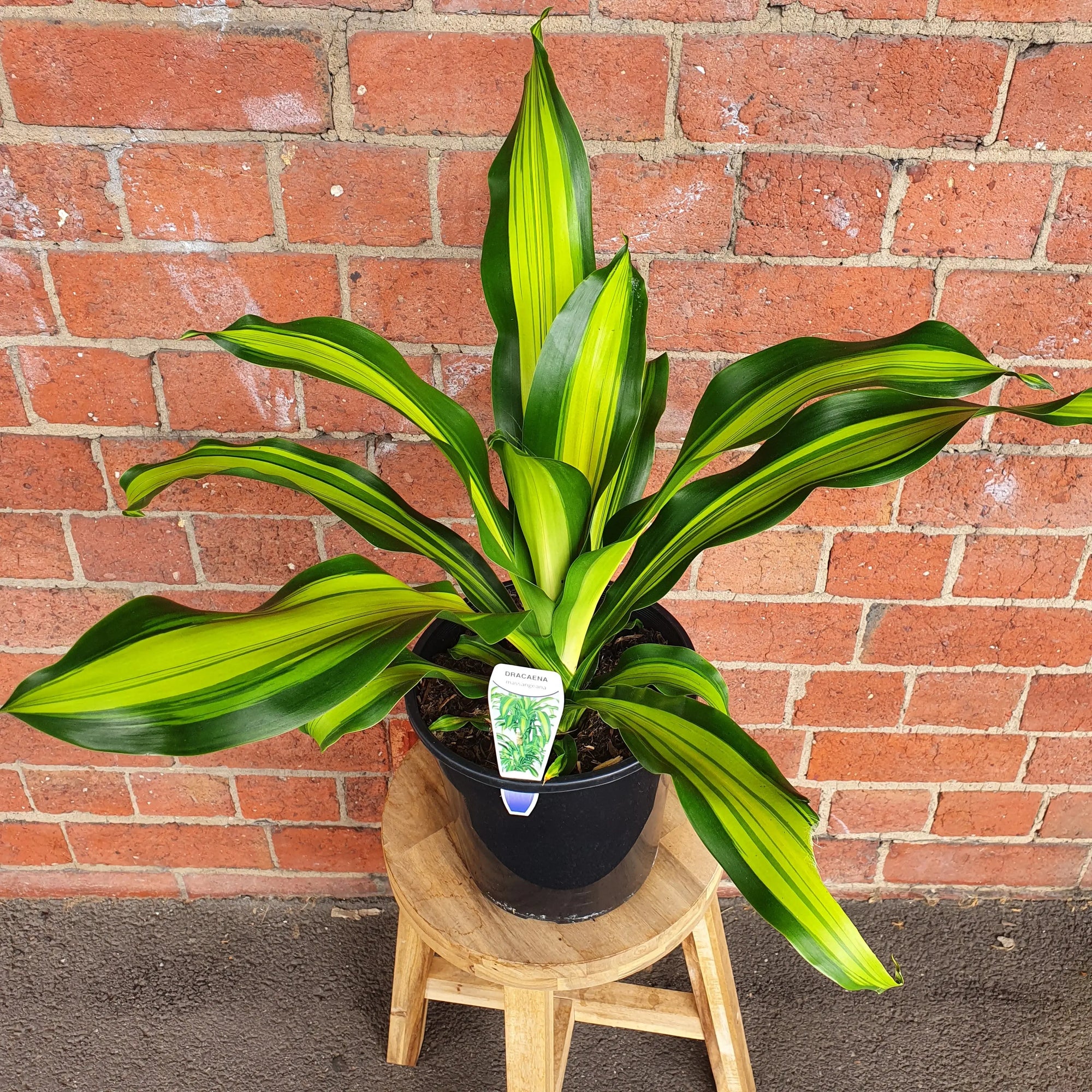 Happy Plant (Dracaena) - 20cm Pot Folia House