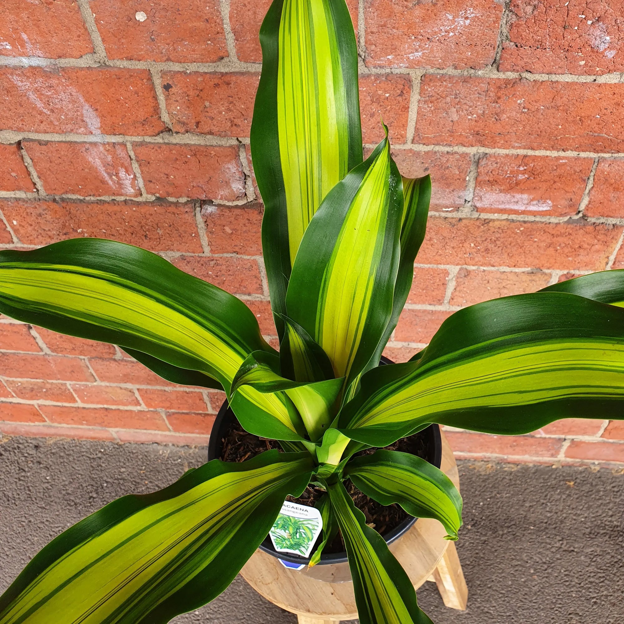 Happy Plant (Dracaena) - 20cm Pot Folia House