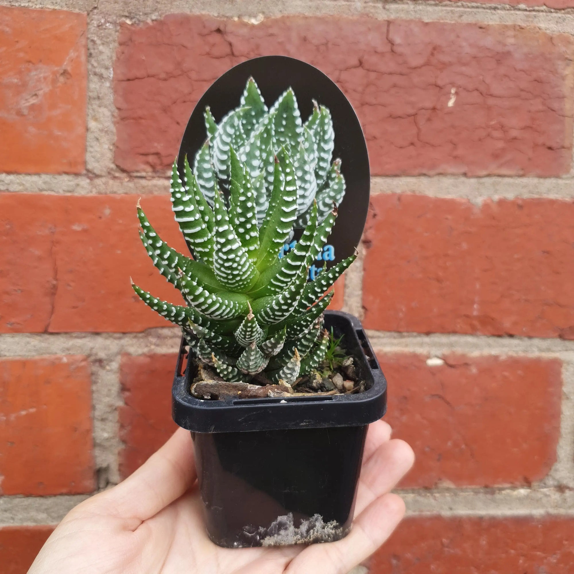 Haworthia Superfasciata - 7cm pot Folia House