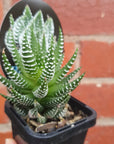 Haworthia Superfasciata - 7cm pot Folia House