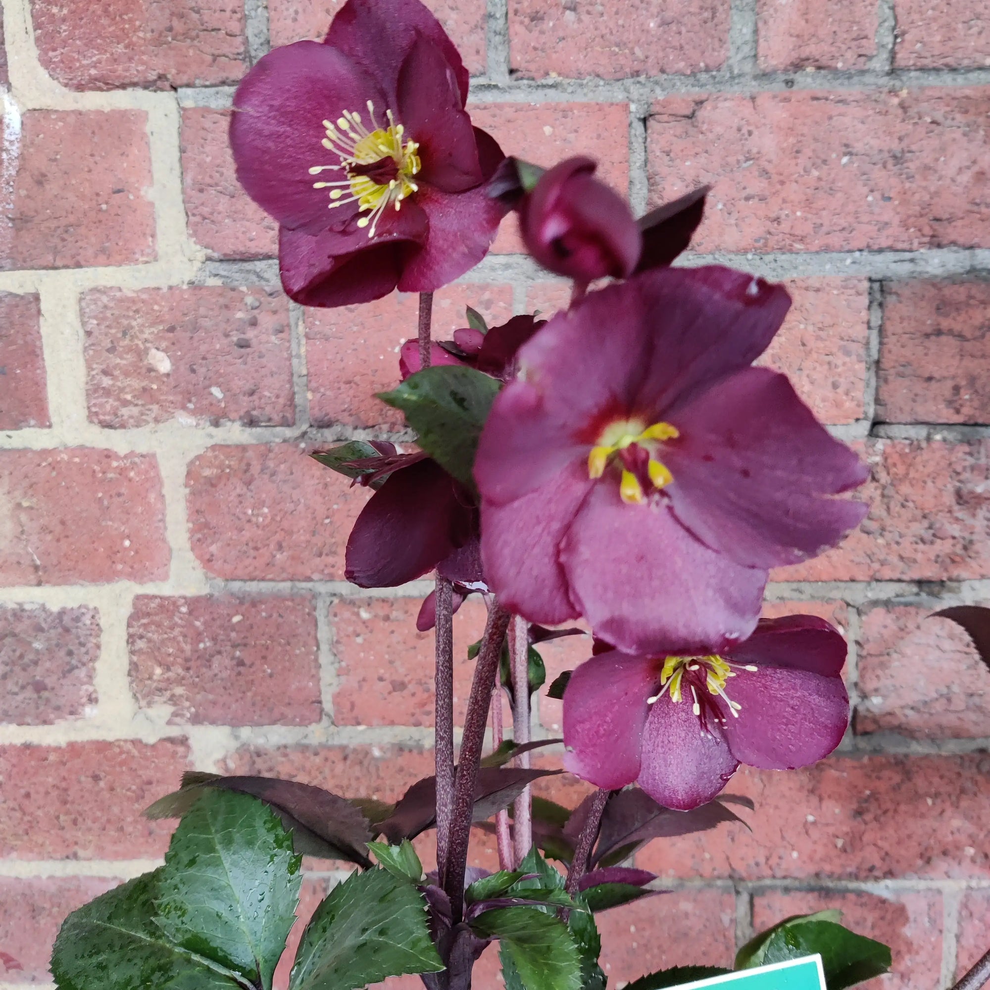 Helleborus Ice Rose Merlot - 18cm pot Folia House