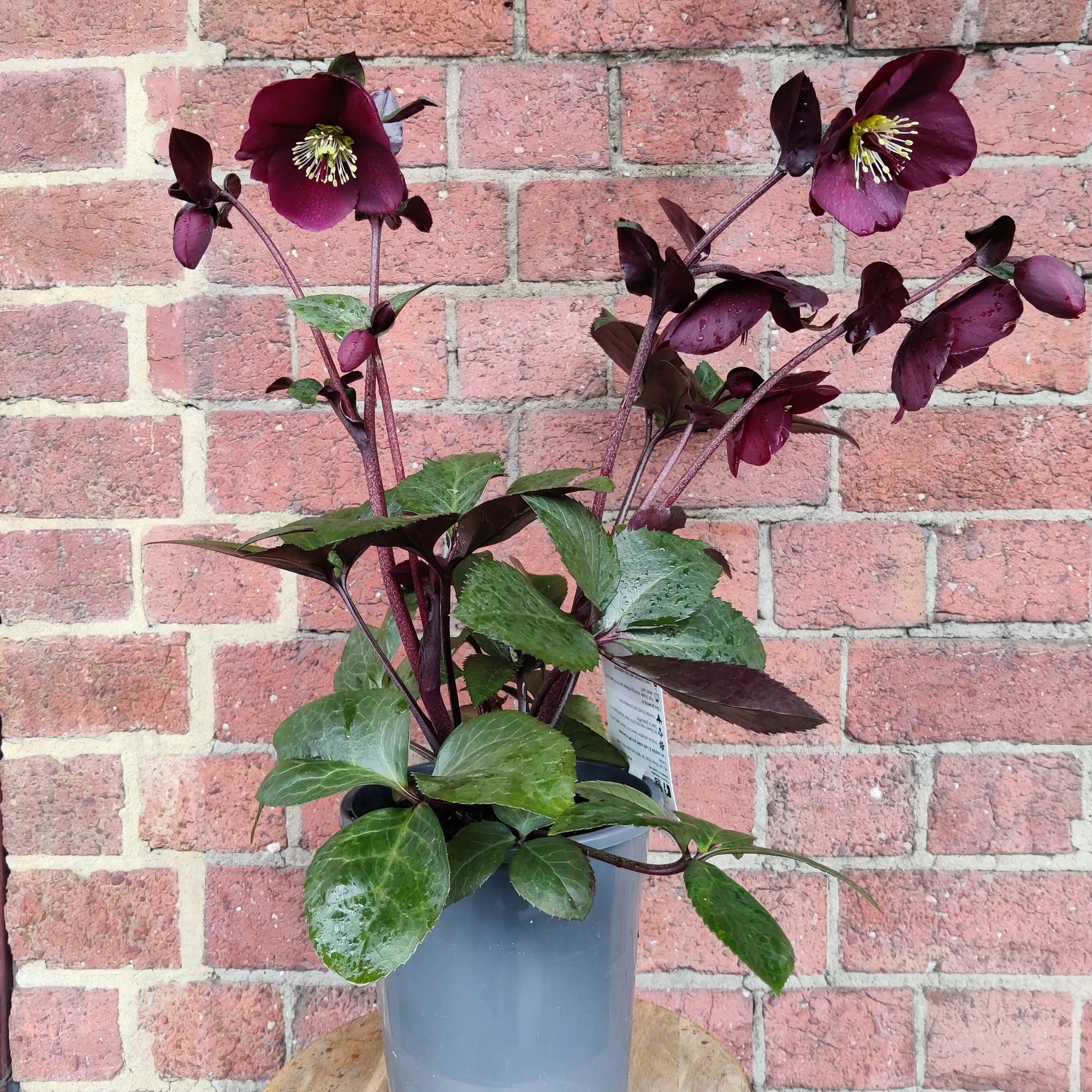Helleborus Ice Rose Merlot - 18cm pot Folia House