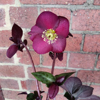 Helleborus Ice Rose Merlot - 18cm pot Folia House