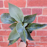 Hosta Plantain Lily - 14cm pot Folia House