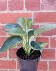 Hosta Plantain Lily - 14cm pot Folia House