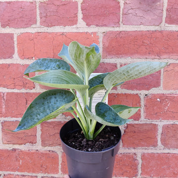 Hosta Plantain Lily - 14cm pot Folia House