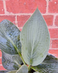 Hosta Plantain Lily - 14cm pot Folia House