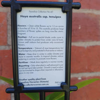 Hoya - Australia v tenuipes (no. 60) - 8cm Pot Folia House