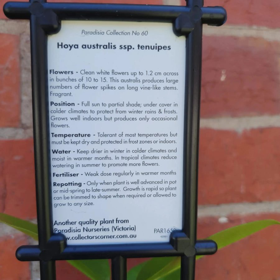 Hoya - Australia v tenuipes (no. 60) - 8cm Pot Folia House