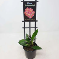 Hoya - Davidcummingii (no. 41) - 8cm Pot Folia House
