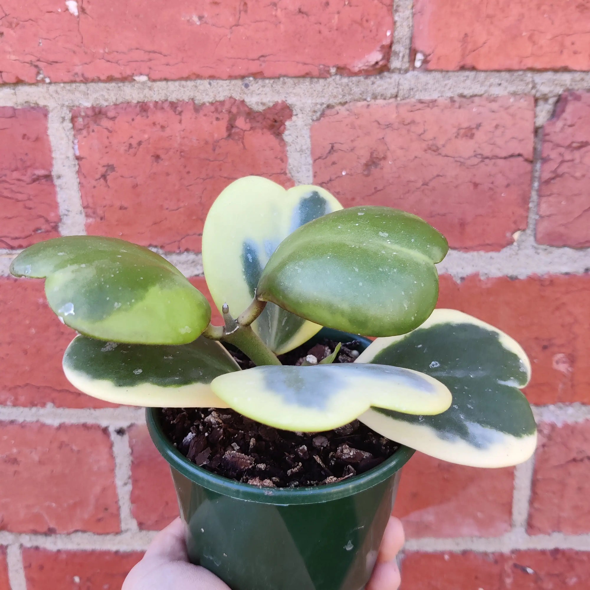 Hoya - Kerrii Albomarginata (No.84) - 10cm pot Folia House