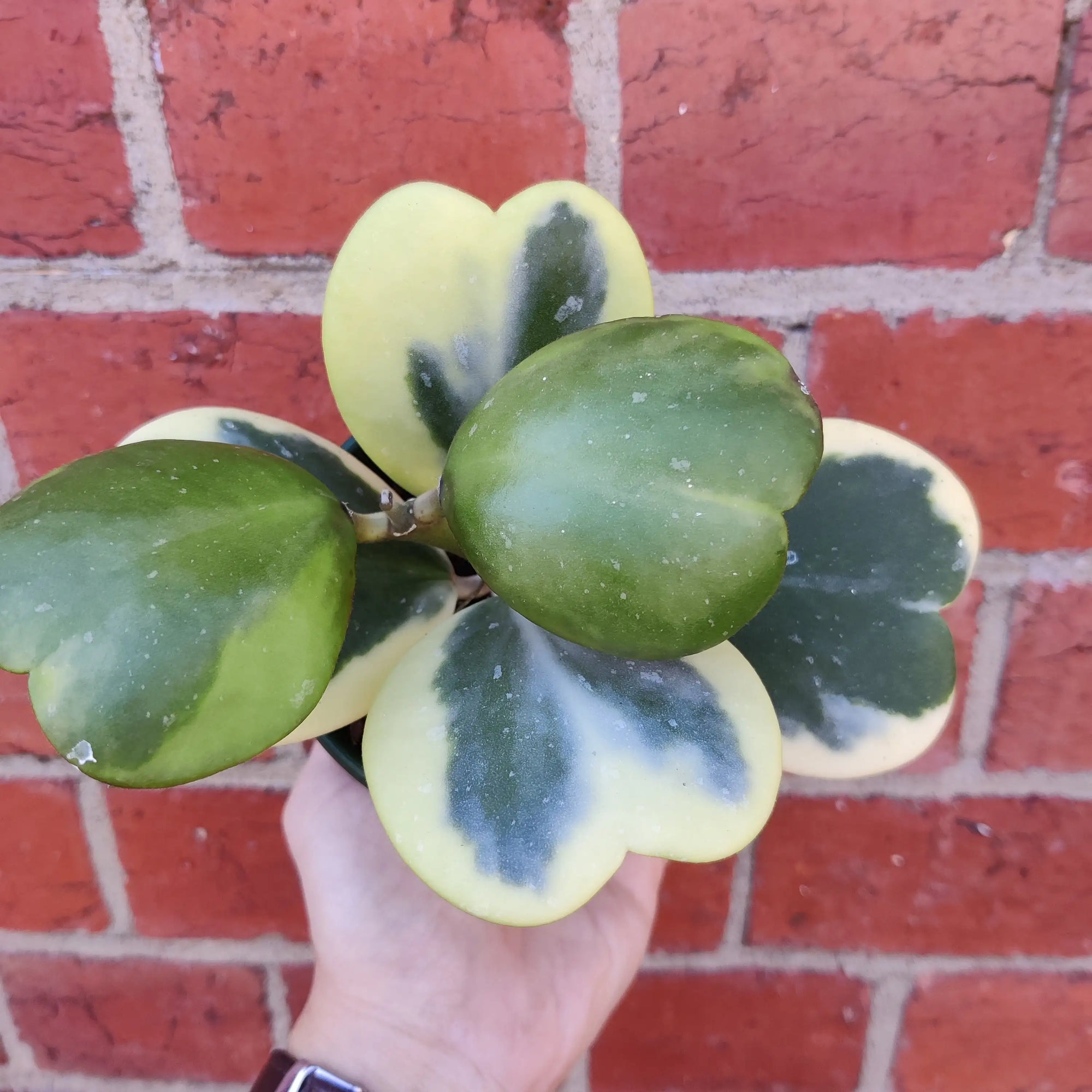 Hoya - Kerrii Albomarginata (No.84) - 10cm pot Folia House