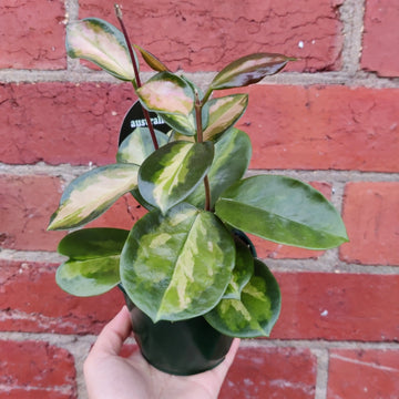 Hoya Australis 'Lisa' - 10cm pot Folia House