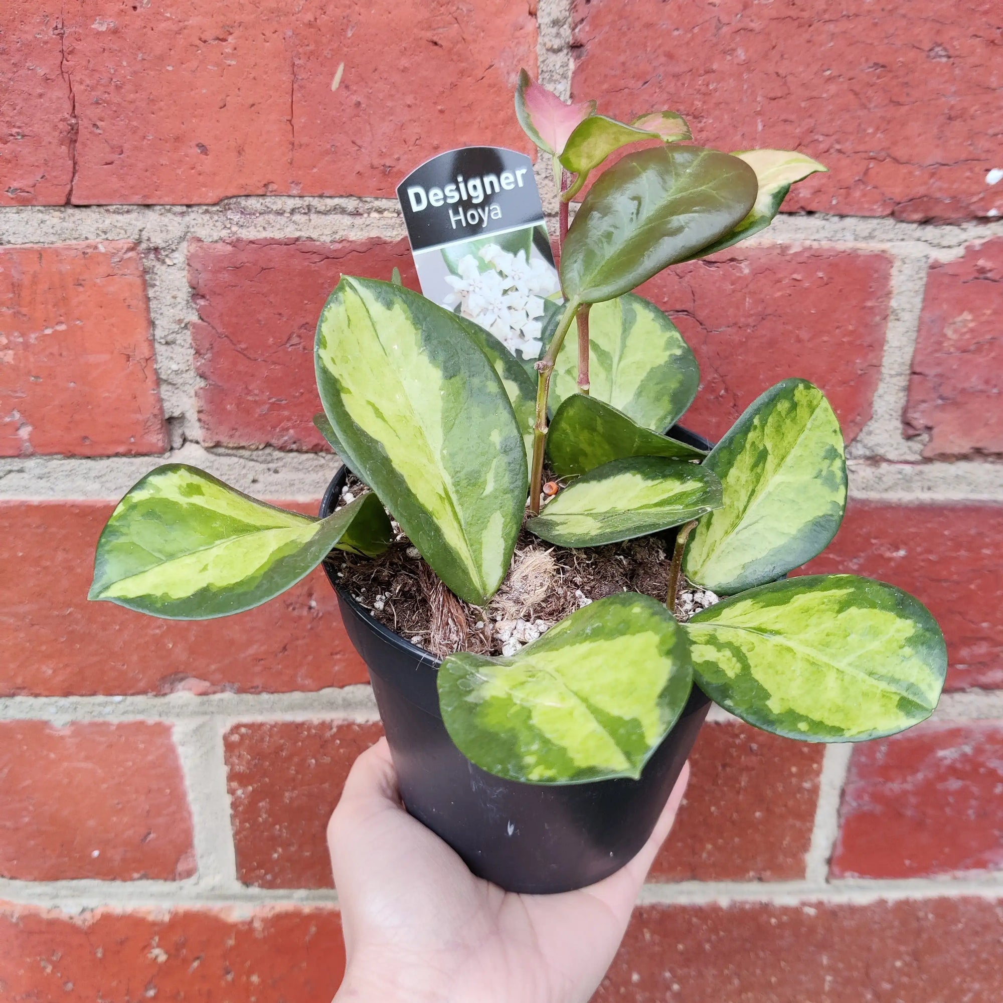 Hoya Australis Variegated - 12cm pot Folia House