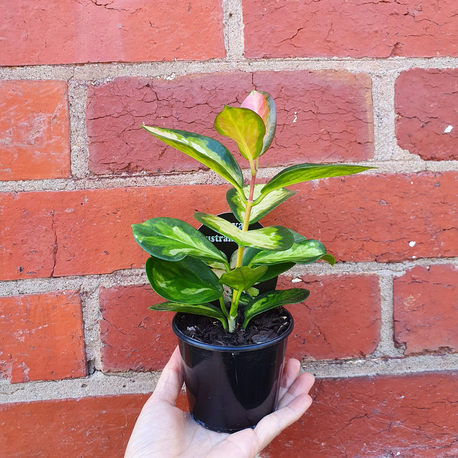 Hoya Australis 'Lisa' - 8cm pot Folia House