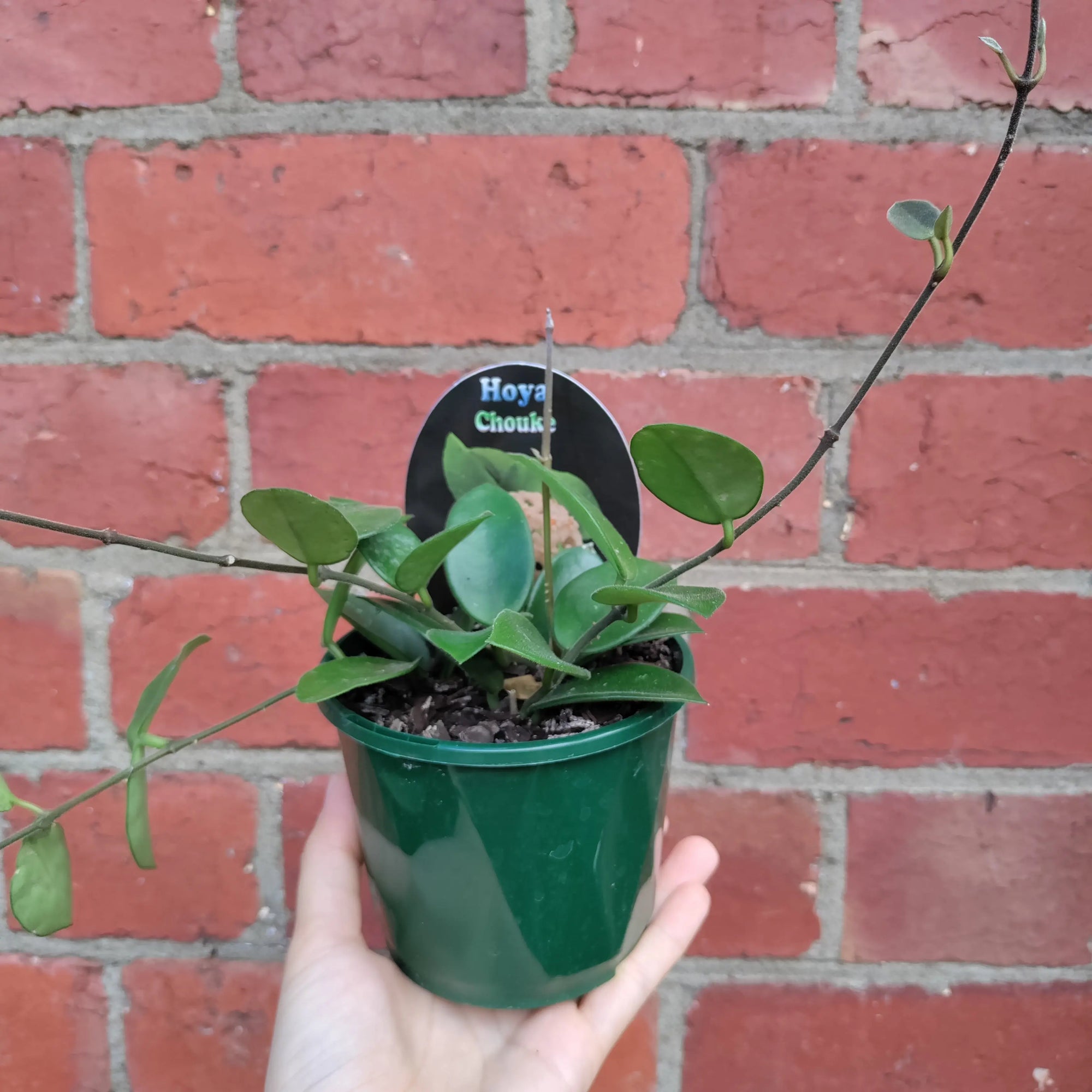 Hoya - Chouke (no. 143) - 10cm pot Folia House