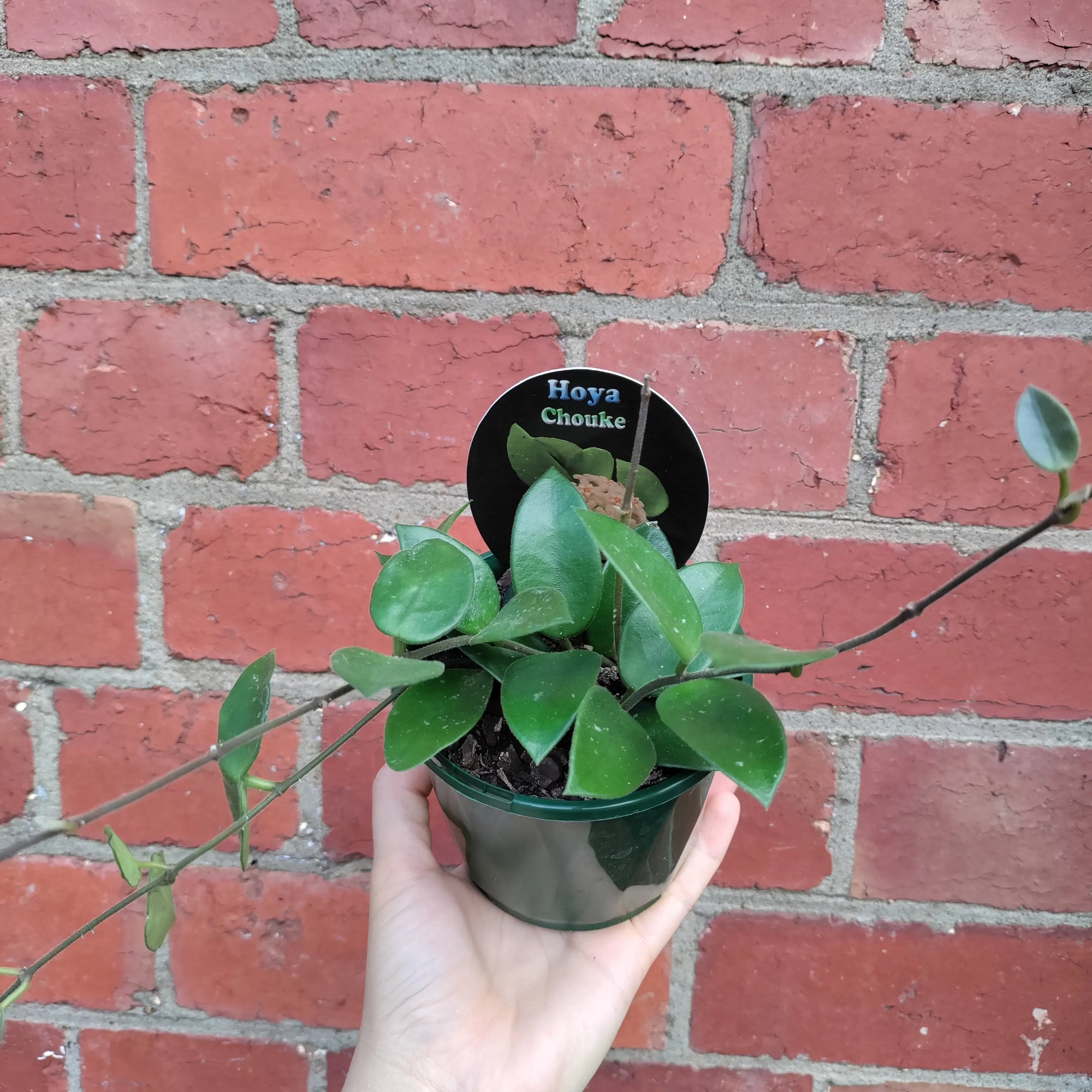 Hoya - Chouke (no. 143) - 10cm pot Folia House