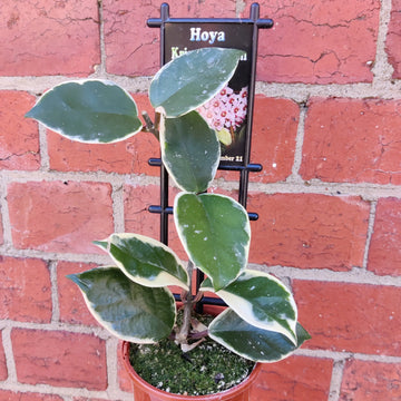 Hoya Krimson Queen (no. 21) - 10cm pot Folia House