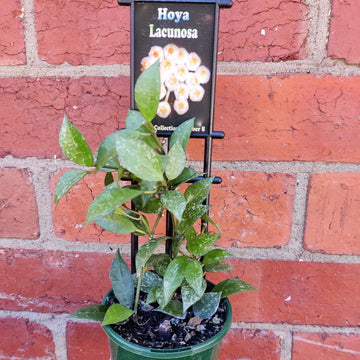 Hoya - Lacunosa (no.8) - 10cm pot Folia House