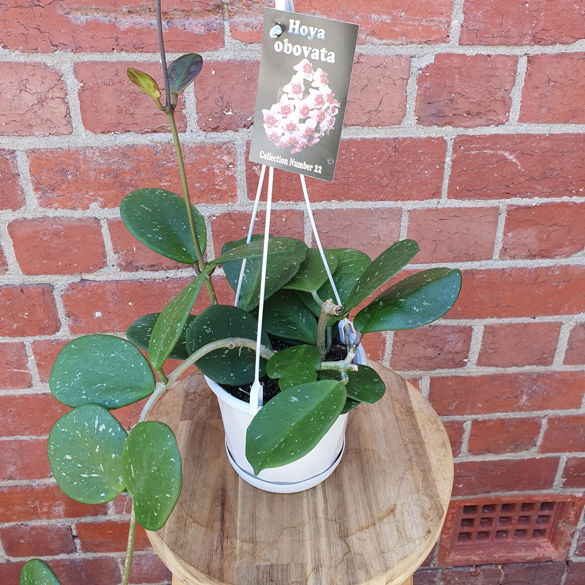 Hoya - Obovata (No.22) - 13cm HB Folia House