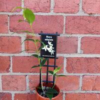 Hoya - Odorata (no. 69) - 10cm pot Folia House