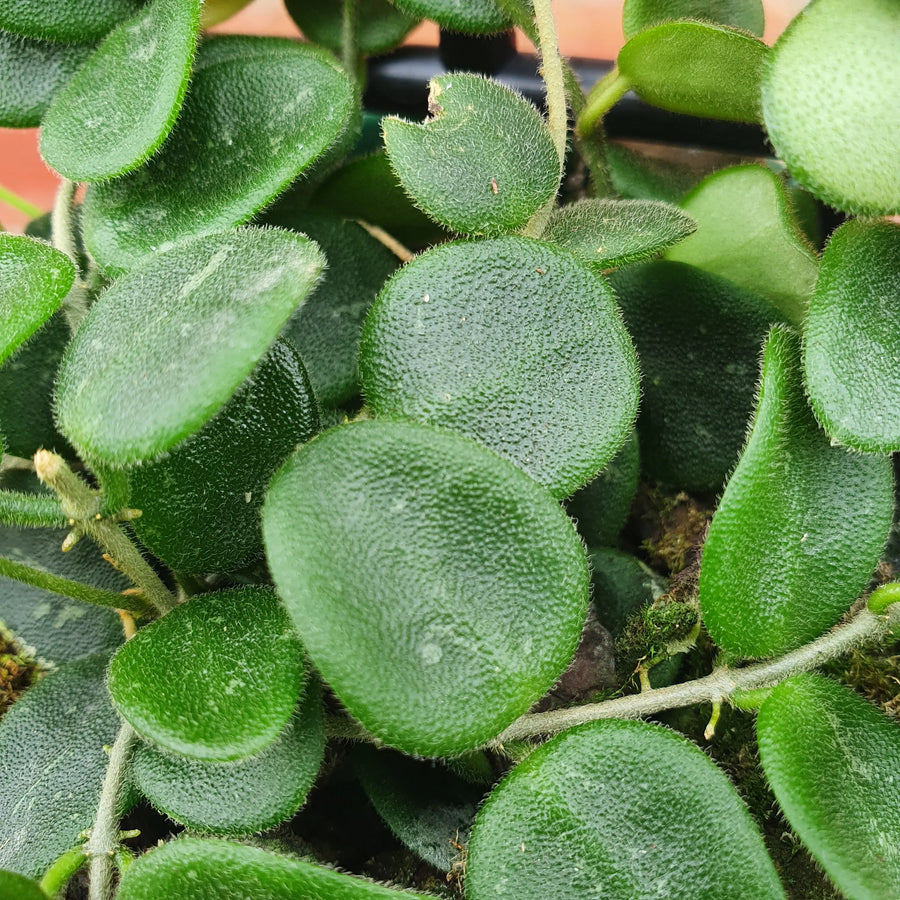 Hoya - Serpens (no. 7) - 10cm pot Folia House