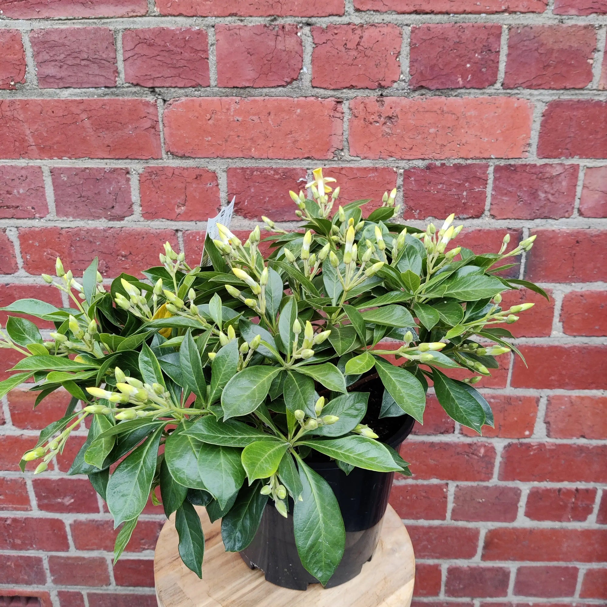 Hymenosporum 'Butterfly Scentz' - 20cm pot Folia House