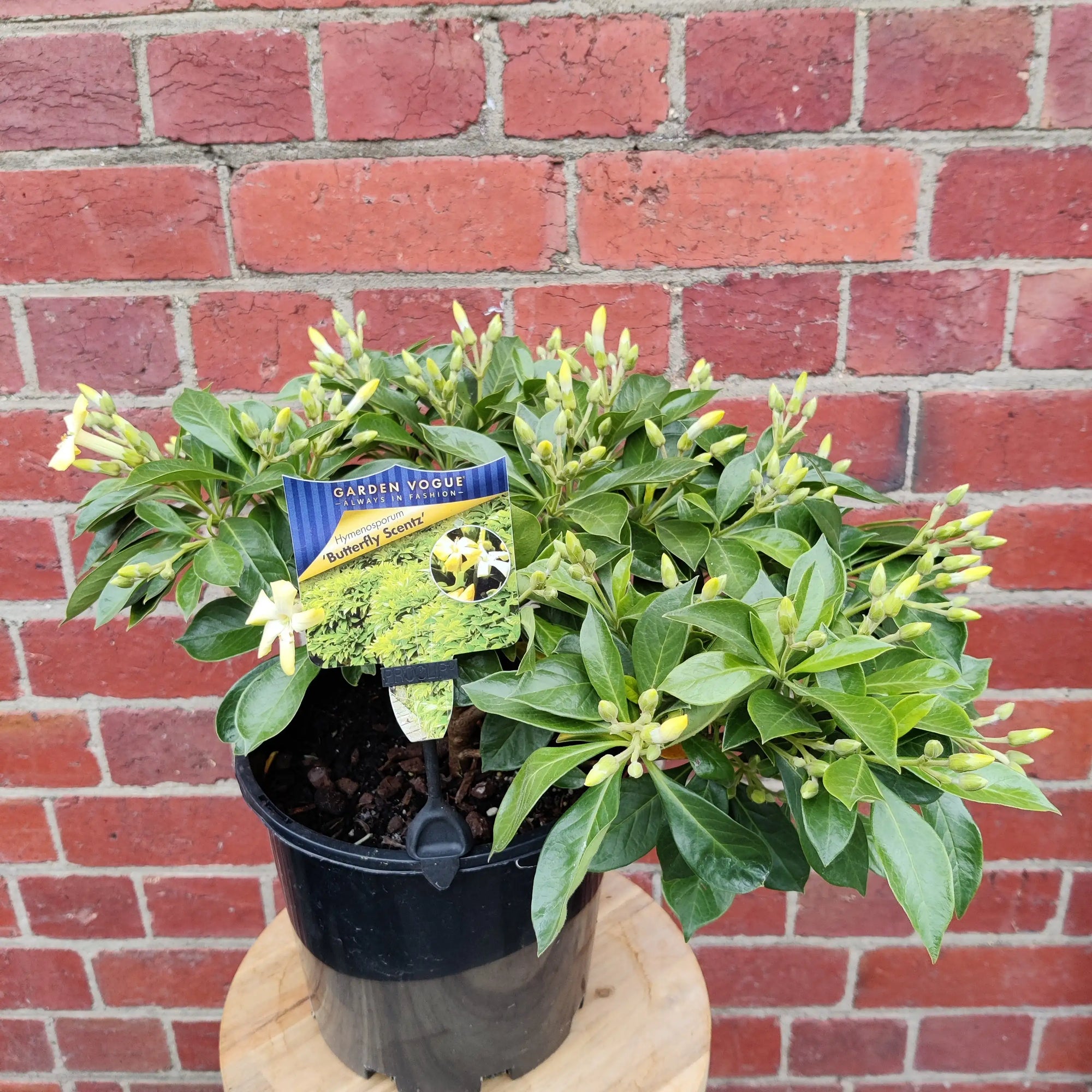 Hymenosporum 'Butterfly Scentz' - 20cm pot Folia House