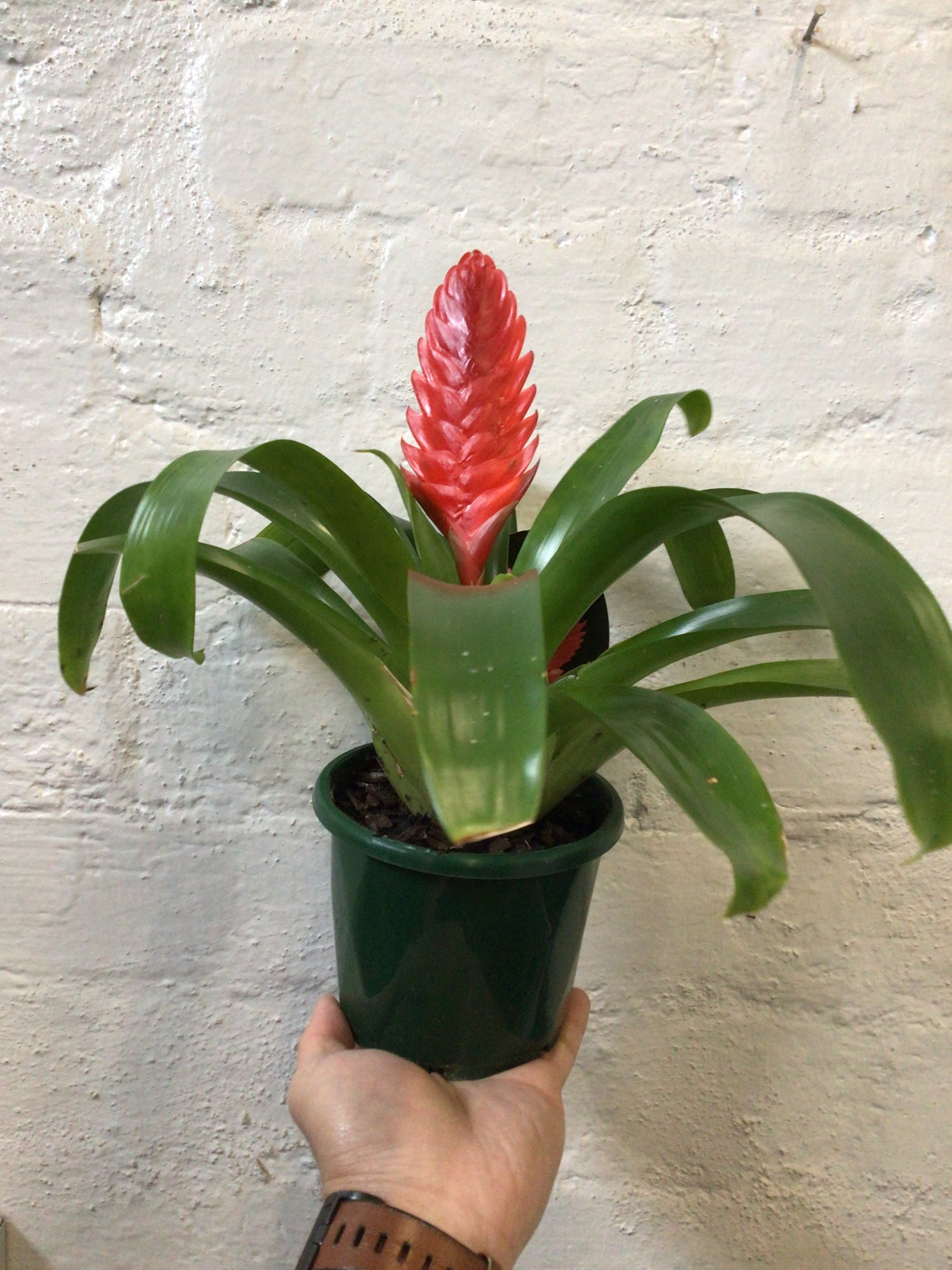 Bromeliad - 10cm Pot