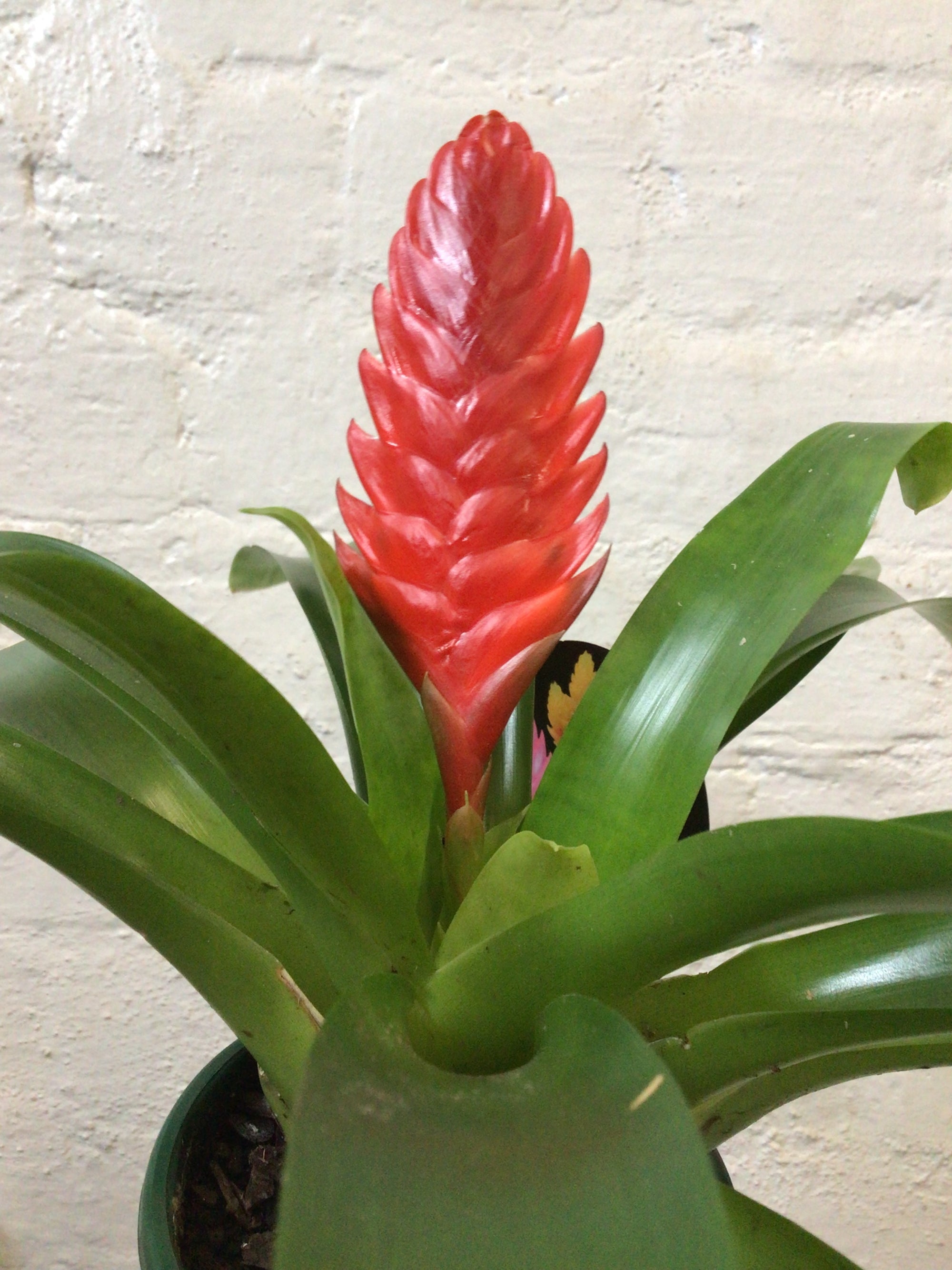 Bromeliad - 10cm Pot