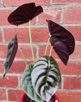 Indoor plants in Mushroom pot - 15cm pot