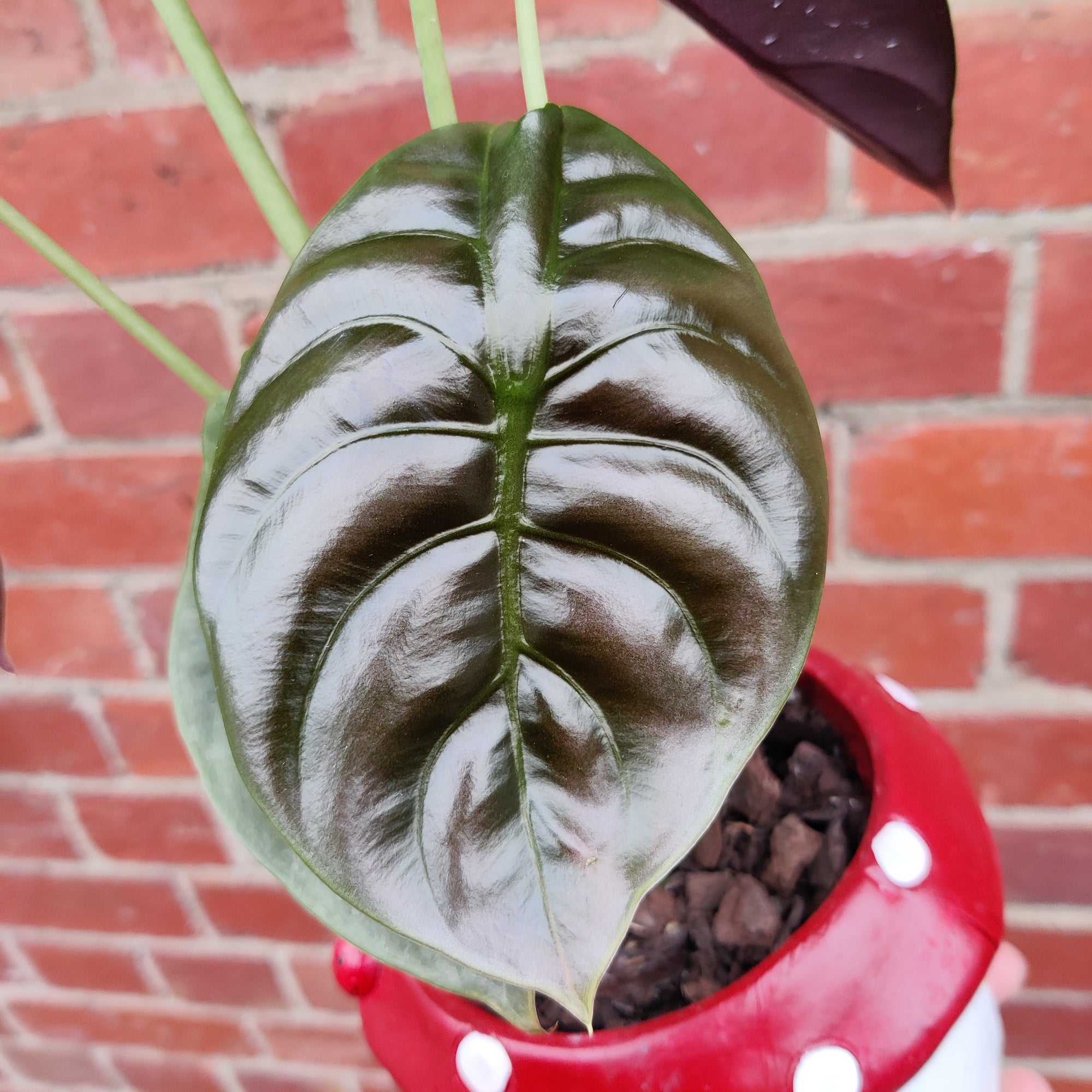 Indoor plants in Mushroom pot - 15cm pot