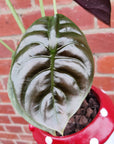 Indoor plants in Mushroom pot - 15cm pot