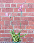 Zelglossoda Calico Gem 'Green Valley' - 13cm pot - 2 spikes of flowers