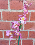 Zelglossoda Calico Gem 'Green Valley' - 13cm pot - 2 spikes of flowers